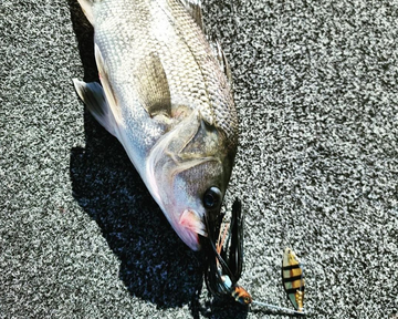 Why the Monsoon Spinner is a Game-Changer for Serious Anglers
